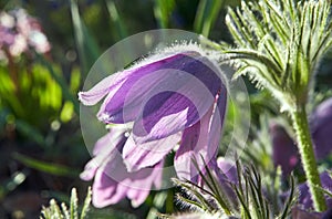 purple, blooming pasque flower in the garden in spring