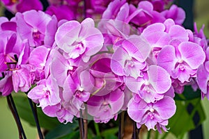 Purple blooming phalaenopsis orchids