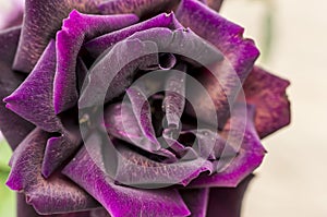 Purple blooming rose