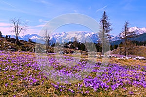 Purple blooming spring crocus (Crocus vernus) flowers at Velika planina