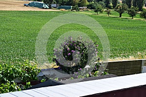 purple blooming tree in front of fields