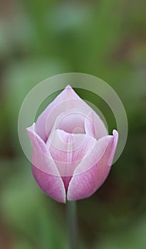 Purple blooming tulip flower head macro single