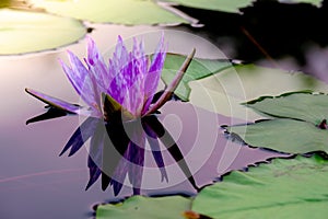 Purple blooming water lily