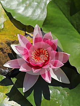 Purple blooming water lily