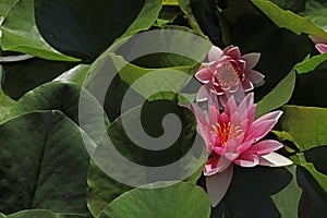 Purple blooming water lily