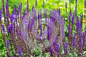 Purple blooming woodland sage, Salvia nemorosa, Balkan clary or Hain Salbei