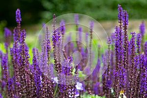 Purple blooming woodland sage, Salvia nemorosa, Balkan clary or Hain Salbei