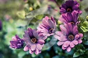 Purple Blooms. Floral background