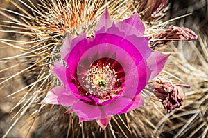The purple blooms of the hedgehog cactus (Echinocereus triglochidiatus), or Claretcup cactus of Arizona