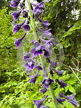 Purple Blooms Of Larkspur Flowers In Olympic