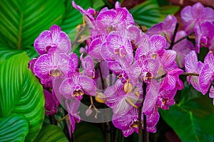Purple blooms of phalaenopsis orchids, exotic plants