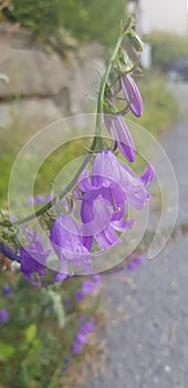 Purple blooms of summer