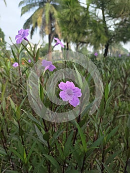 Purple blosoom outland