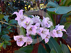 Purple Blossom - Bougainvillea glabra choisy