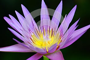 The purple blossom lotus flower