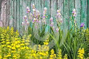 Purple blossoming iris flowers on a turquoise wooden fence background