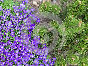 Purple blossoms of Aubrieta flowers anf pine tree photo