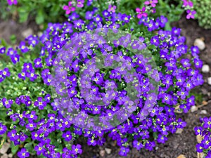 Purple blossoms of Aubrieta flowers photo