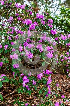 Purple Blossoms Background