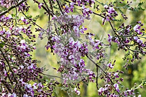 Purple blossoms on branches of Desert Ironwood Tree in Arizona`s Sonoran desertr.