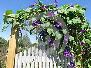 Purple Blossoms and Entrance in September