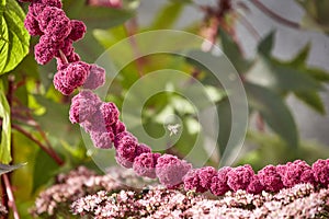 Purple blossoms hanging on a string with a bee macro