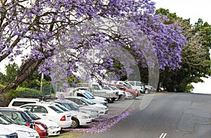 The purple blossoms of the Jacaranda trees falling on cars parked on a hill in Australia