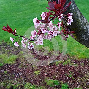 Purple Blossoms and Maroon Leaves on a Tree