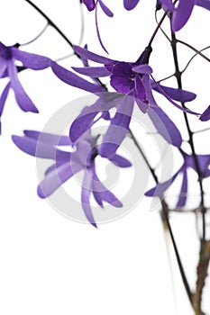 Purple blossoms on white background