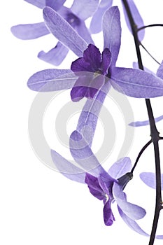 Purple blossoms on white background