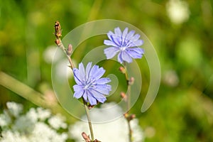 Purple and blue chicory flower in the nature.