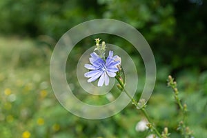 Purple and blue chicory flower in the nature.