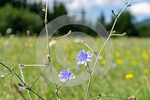 Purple and blue chicory flower in the nature.