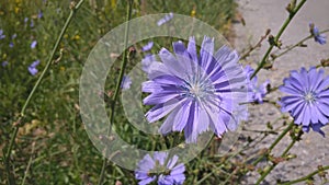 Fialový a modrý květ čekanky v přírodě.