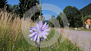 Purple and blue chicory flower in the nature.