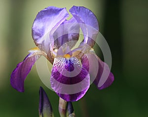 Purple and blue colored bearded iris closeup.