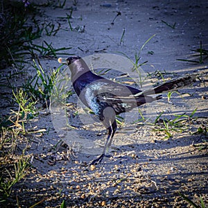 Purple and Blue Colors of a Male Boat Tailed Grackle Having Dinner