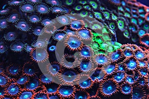 Purple and blue coral emitting light under UV underwater photo. Abstract organic marine background