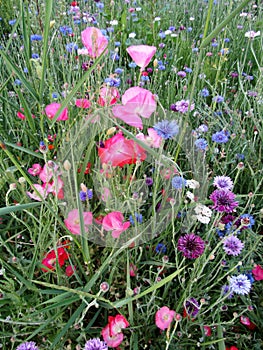 Purple and blue cornflowers, red and pink poppies and green turfgrass