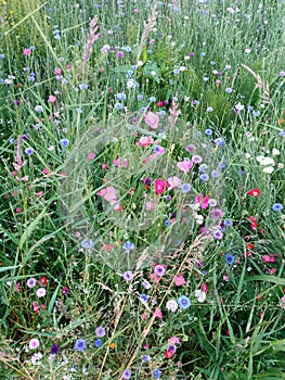 Purple and blue cornflowers, red and pink poppies and green turfgrass along Railway Greenway train in Richmond, BC, Canada.