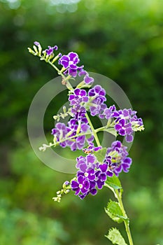 Purple blue duranta or Golden dewdrop flower