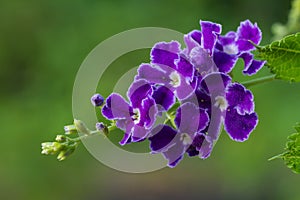 Purple blue duranta or Golden dewdrop flower