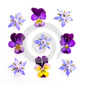 Purple and blue edible flowers