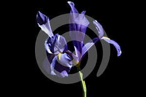Purple blue flower with black background