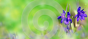Purple blue flower of Forking Larkspur or Field larkspur