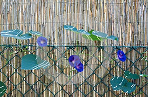 Purple-blue flower, morning glory running on a reed fence