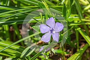 Purple blue flower periwinkle garden in spring. Vinca minor perennial blooming plant close-up