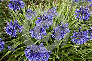 The purple blue flowers of a Aganpanthus Orientalis plant