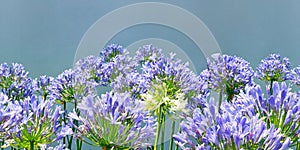 Purple-blue flowers of Agapanthus  African lily . Horizontal seamless floral border, space for text