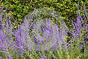 Purple-blue flowers of blue sage Salvia farinacea in garden